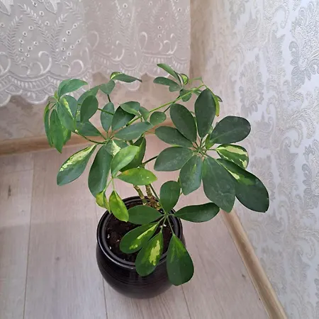 Lägenhet Tmg Bright Klaipėda